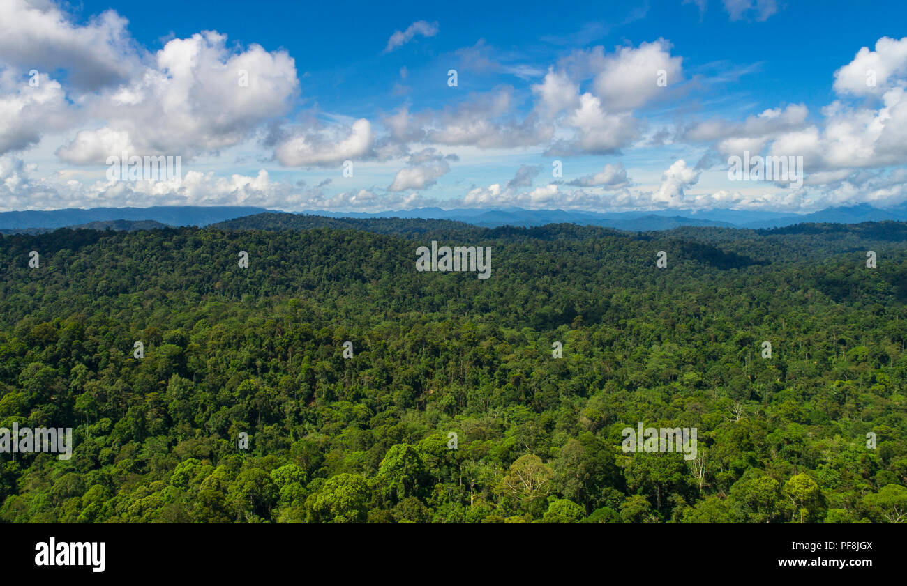 Aerial drone photo of pristine, lush, tropical rainforest at Deramakot Forest Reserve, Sabah, Malaysian Borneo Stock Photo