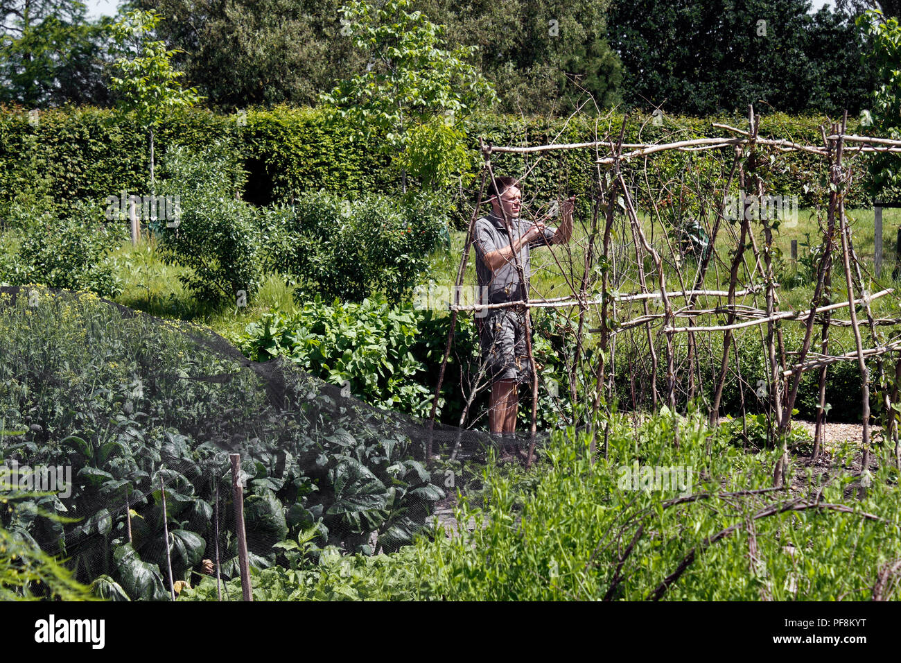GARDENER BUILDING A RUNNER BEAN FRAME FROM COPPICED WOOD Stock Photo