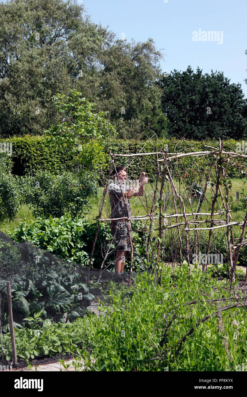 GARDENER BUILDING A RUNNER BEAN FRAME FROM COPPICED WOOD Stock Photo Alamy
