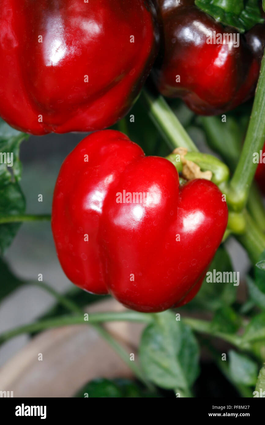 CAPSIUM SWEET RED PEPPERS. CALIFORNIAN WONDER Stock Photo Alamy