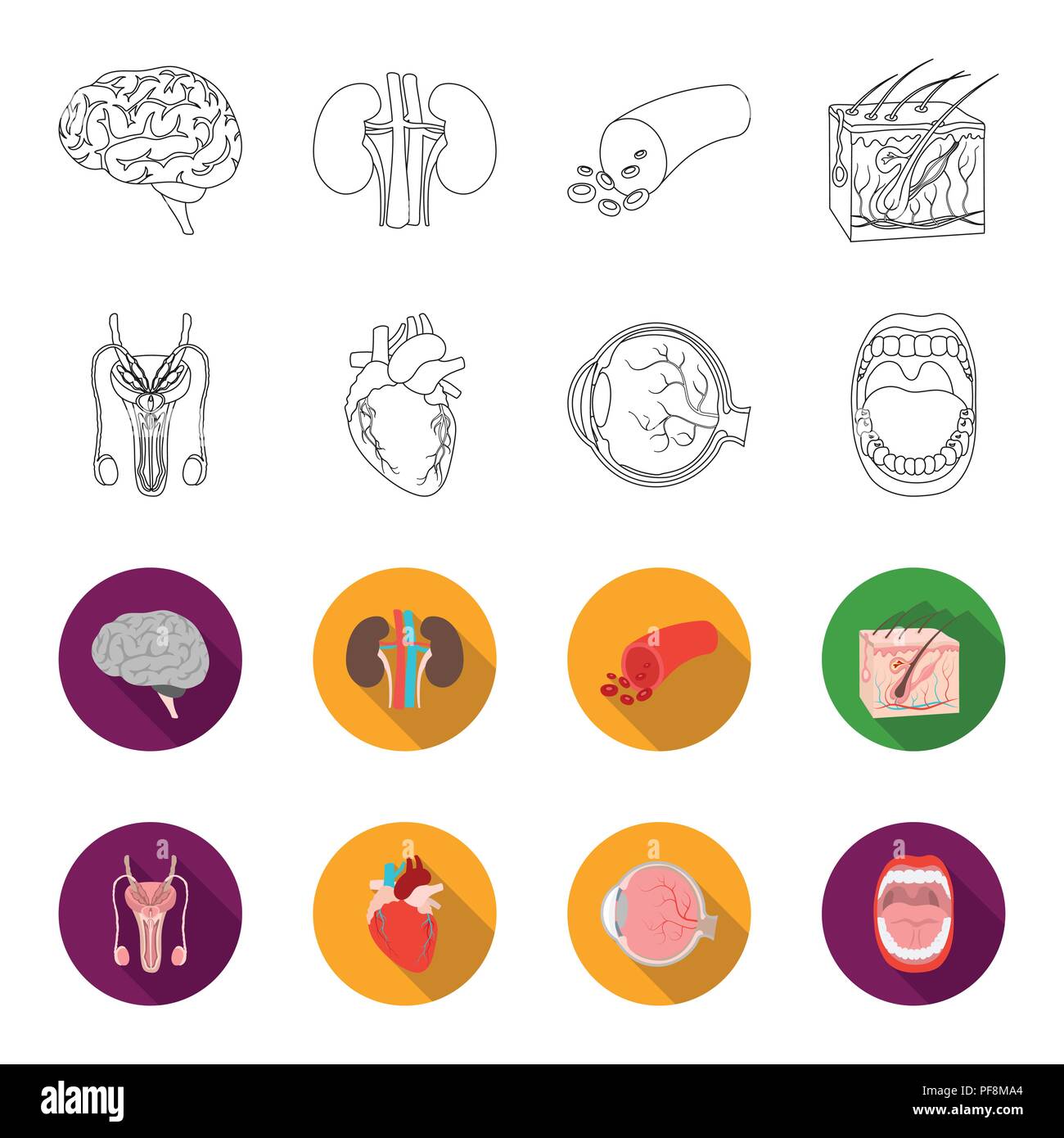 Male system, heart, eyeball, oral cavity. Organs set collection icons in outline,flet style vector symbol stock illustration . Stock Vector
