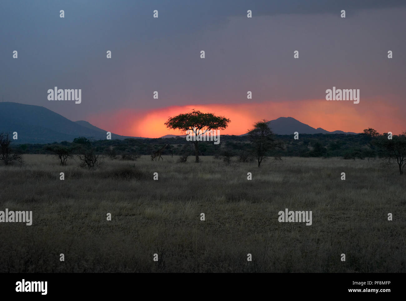 Tree Silhouette and Giraffe at Dusk in the Serengeti with Beautiful Orange Sky Stock Photo