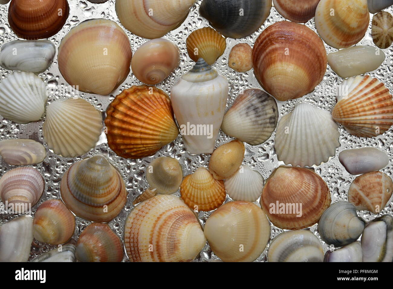 15 Mixed Bag of Sea Shells, Florida Sea Shells, Sanibel Sea Shells