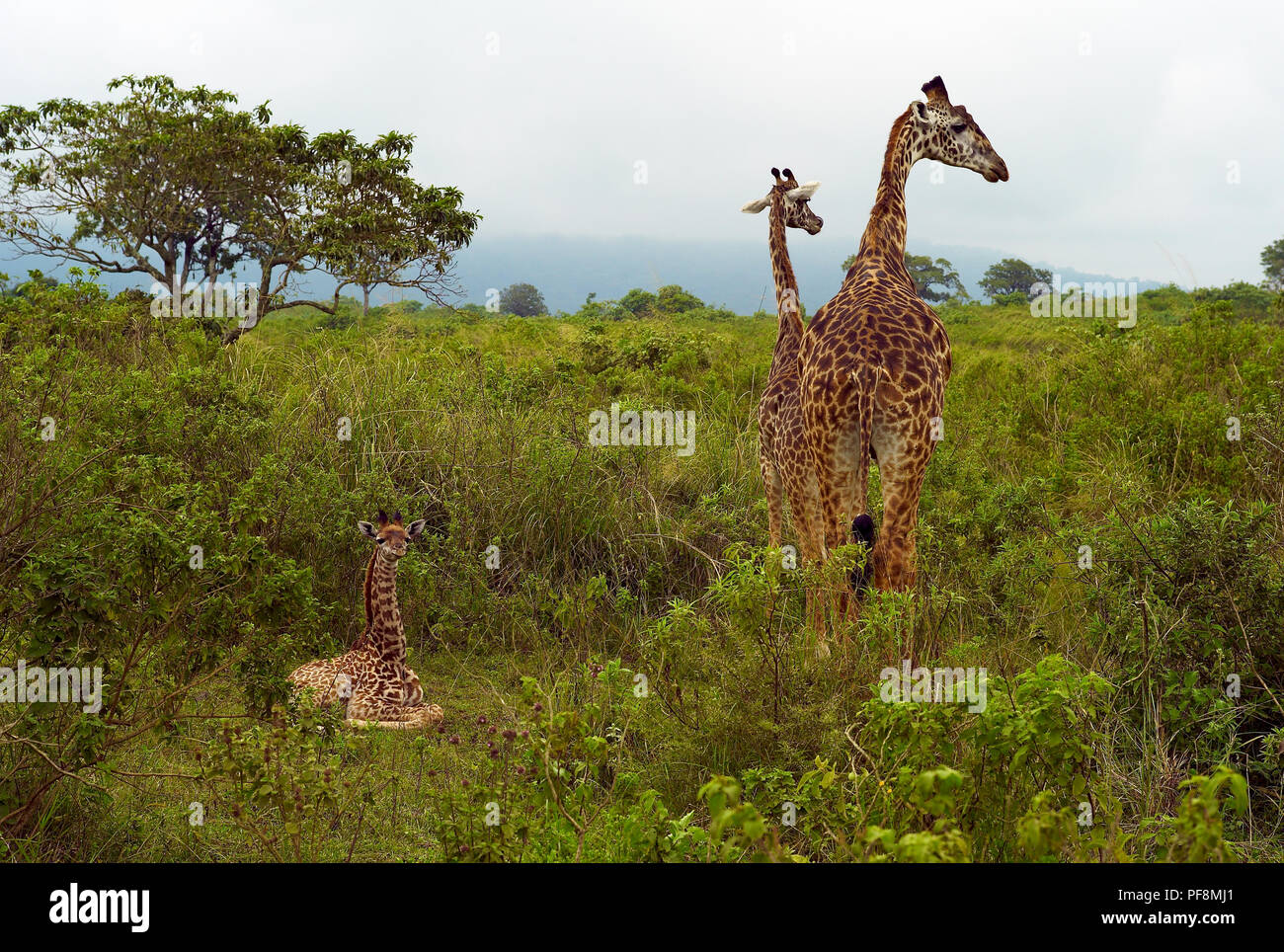 Funny Adult and Baby Giraffes among Green Vegetation in Arusha National Park, Tanzania Stock Photo