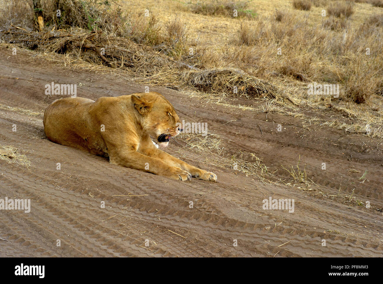 Resting Lion in Serengeti National Park, Tanzania, Lioness Lying on the Ground Stock Photo