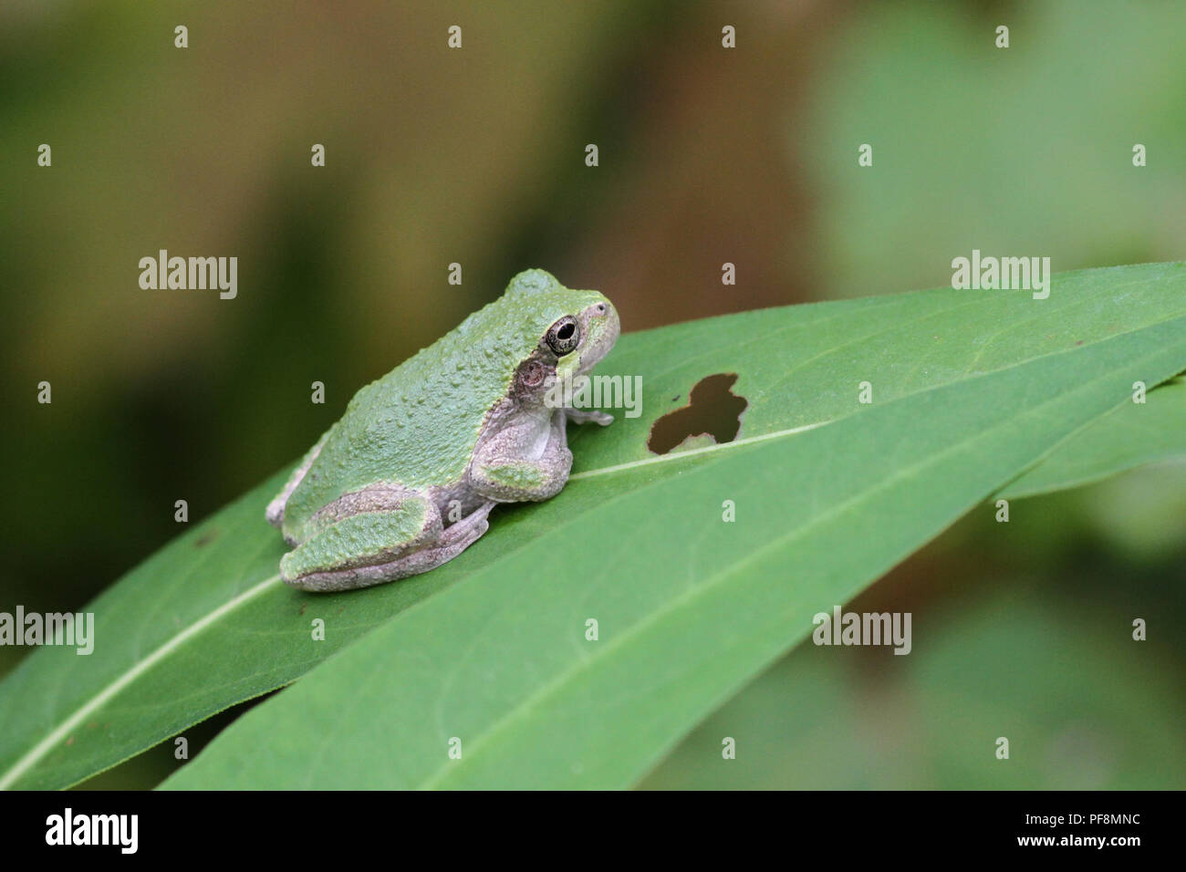 A gray treefrog on a leaf. Stock Photo