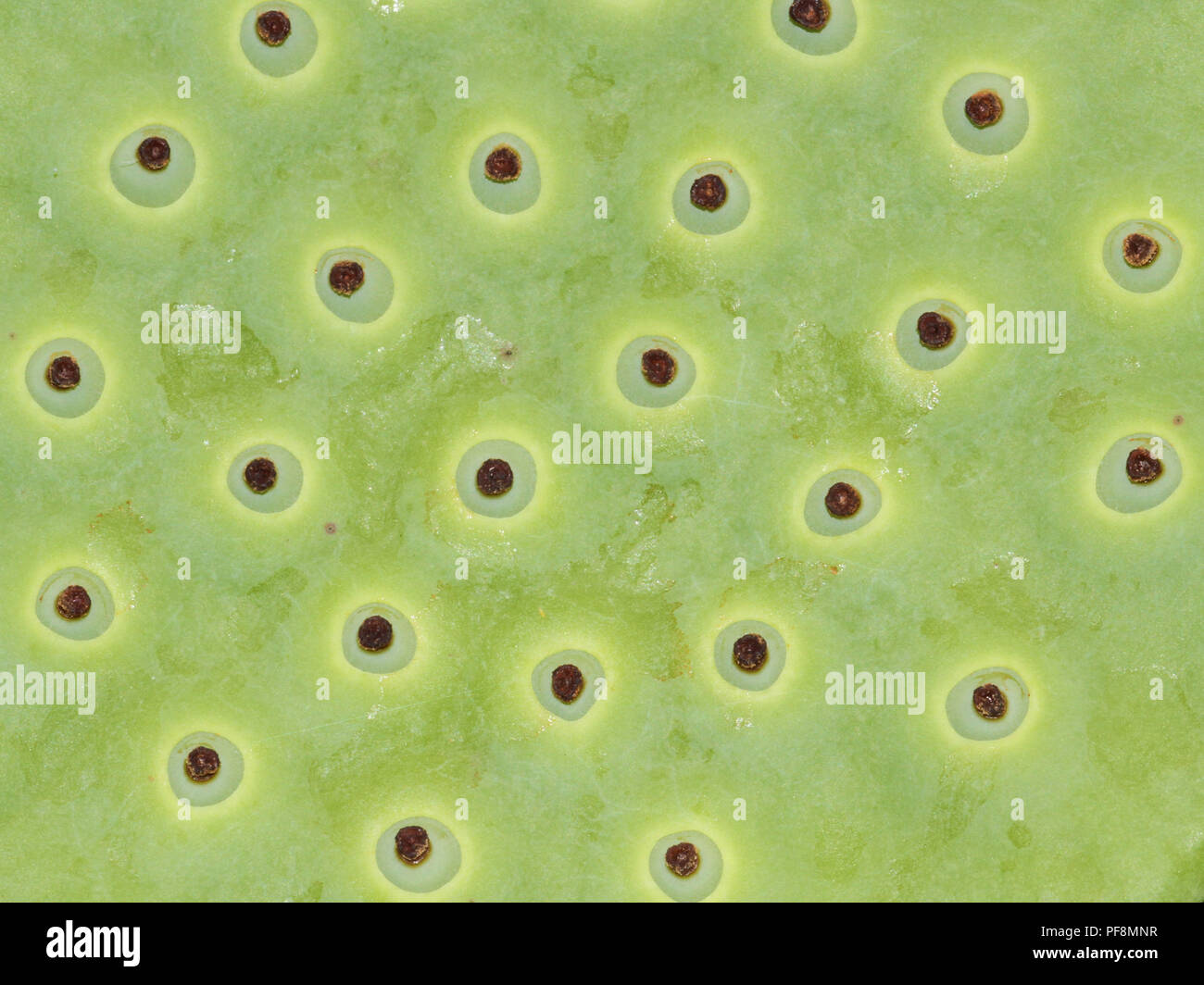 Patterns formed from an immature American lotus seed pod. Stock Photo