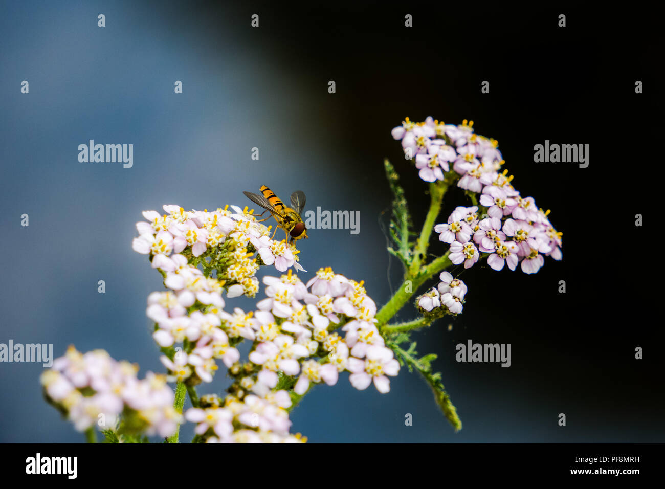 Closeup of Hoverfly on a Flower Stock Photo