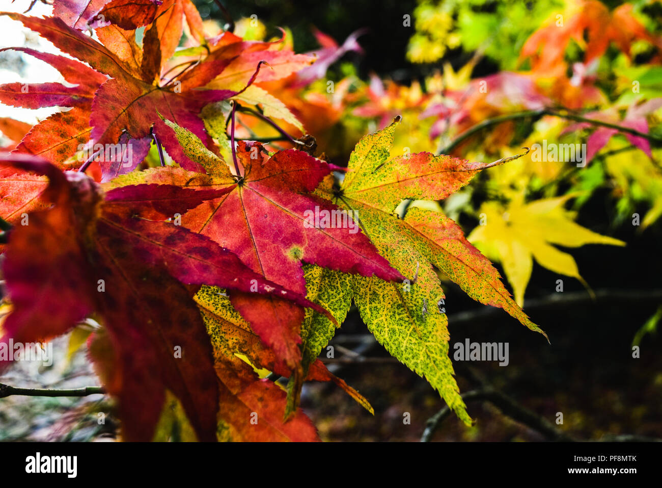 Autumn leaves in a range of colours at Killerton, Devon, England, United Kingdom. Stock Photo