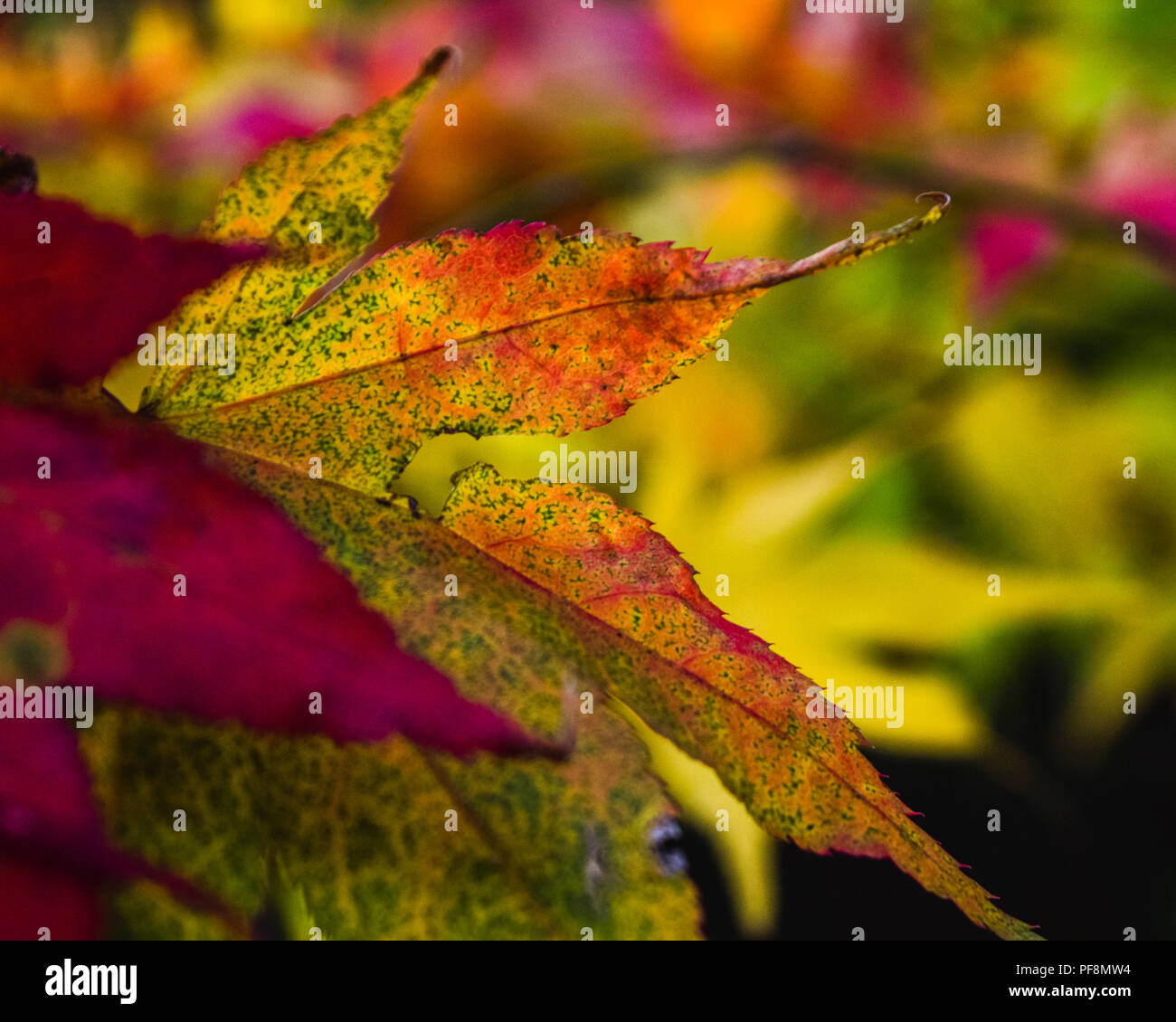 Autumn leaves in a range of colours at Killerton, Devon, England, United Kingdom. Stock Photo