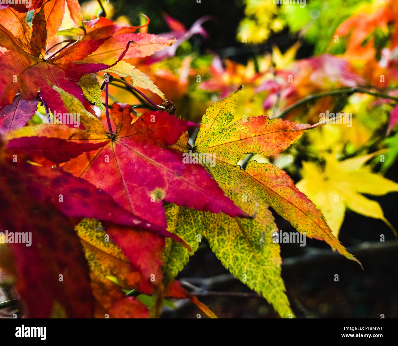Autumn leaves in a range of colours at Killerton, Devon, England, United Kingdom. Stock Photo