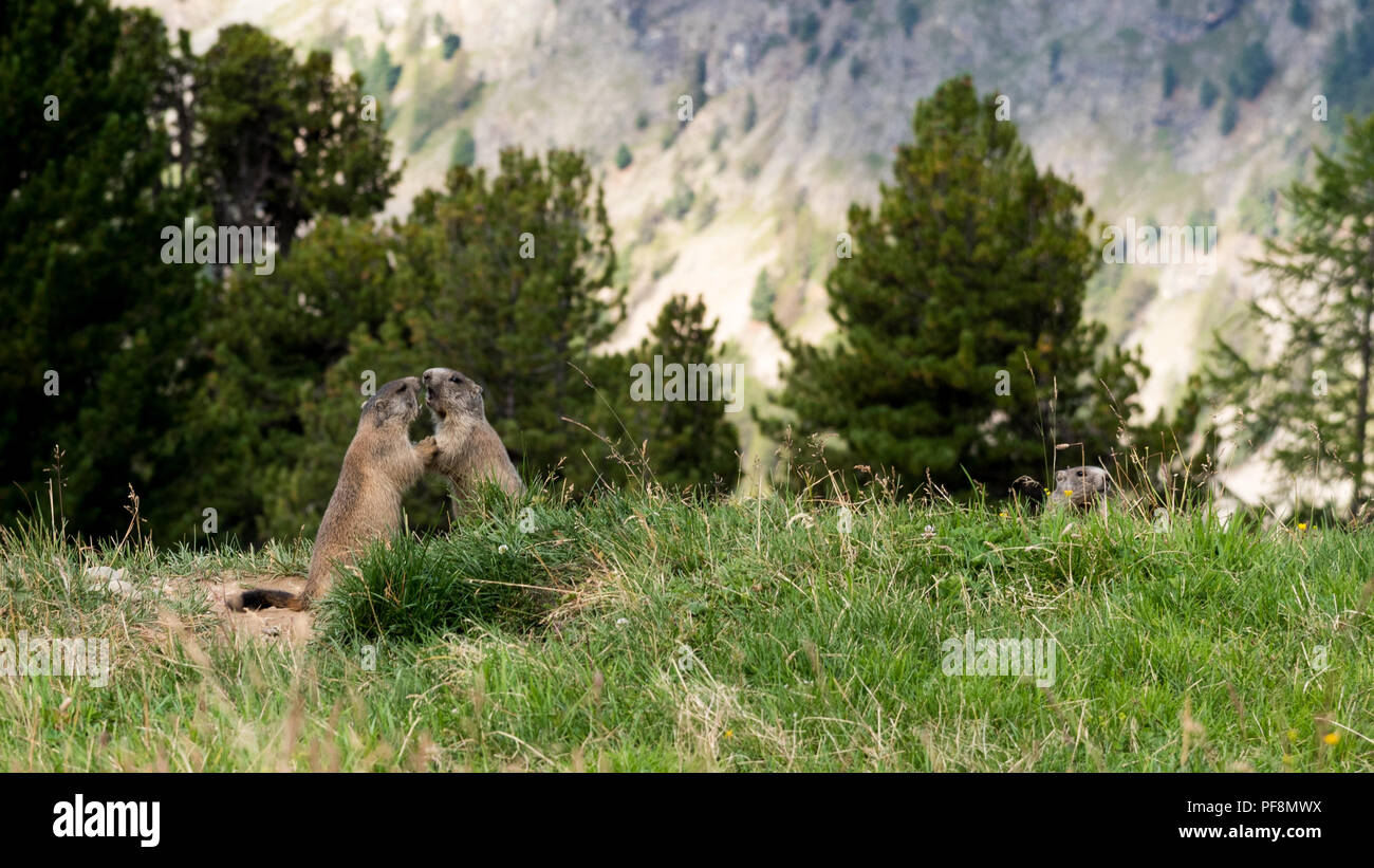 Cubs fighting hi-res stock photography and images - Alamy