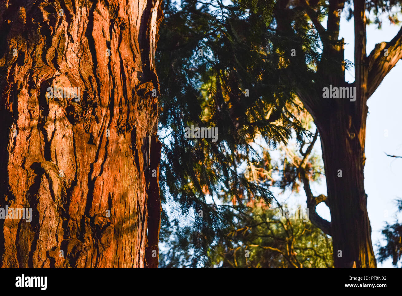 Close up of a Californian Redwood at Killerton in east Devon, England, United Kingdom. Stock Photo