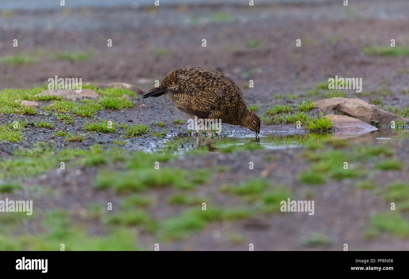 Red Grouse, male, cockbird drinking water from puddle on UK Grouse Moor during the 2018 heatwave.  Scientific name: lagopus lagopus scotica.Horizontal Stock Photo