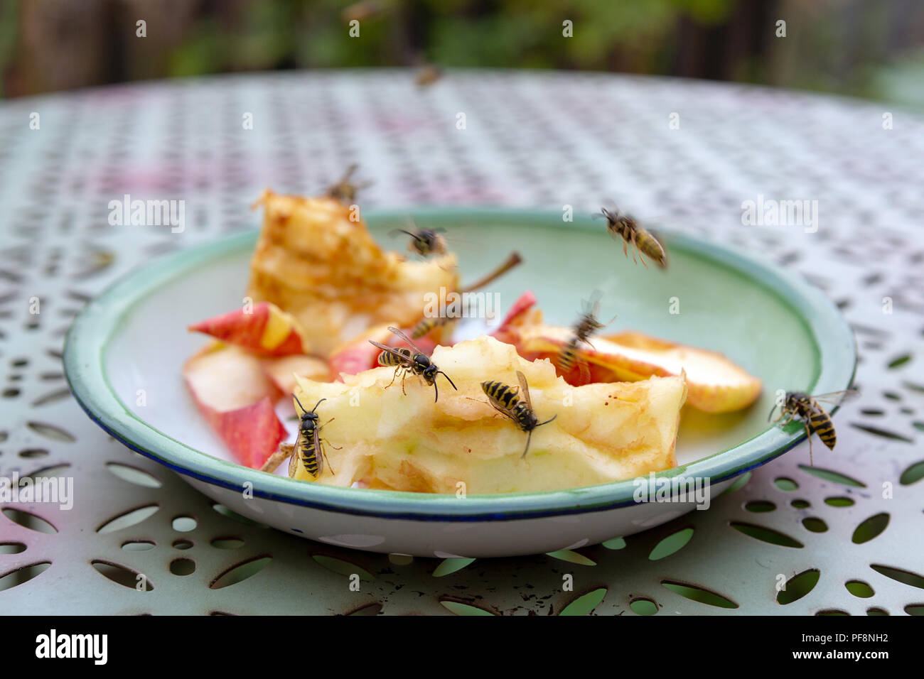A group of Social Wasps - Vespula germanica - feeding outdoors on apple left overs on the table. Stock Photo