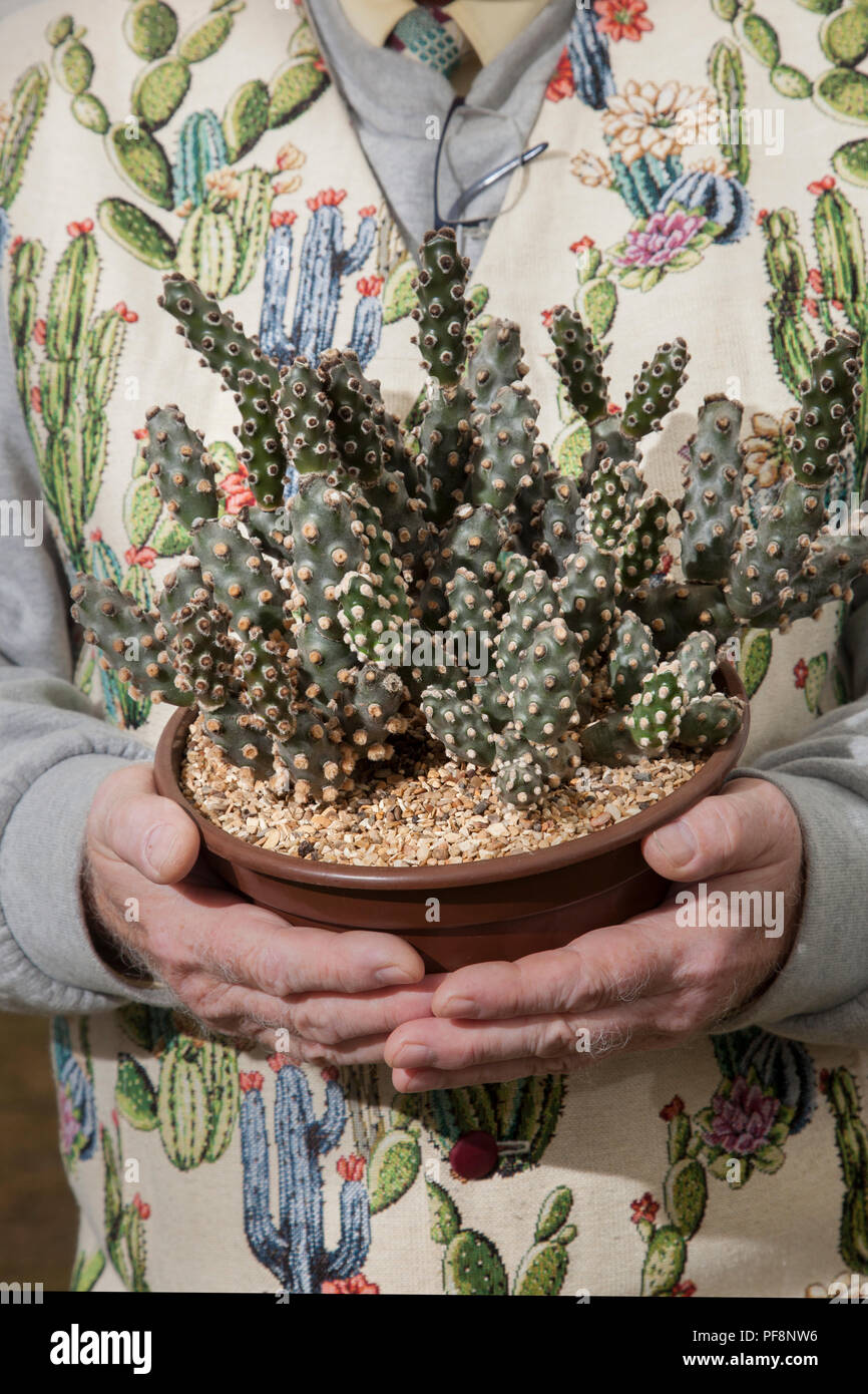 Tephrocactus molinensis cactus, indoor plants at Southport Flower Show 2018 Stock Photo