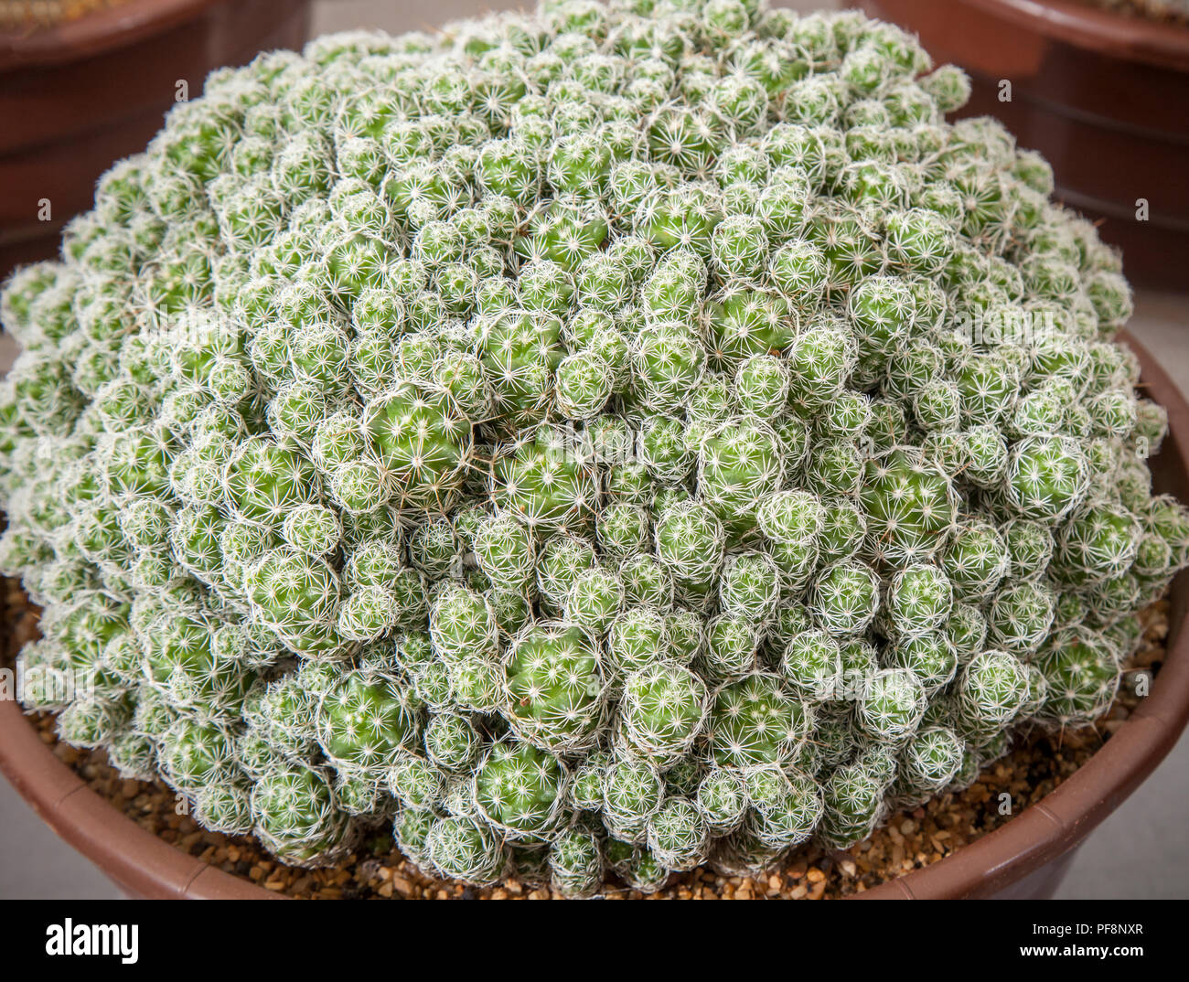 Mammillaria gracilis, the thimble cactus, succulents indoor plants at  Southport Flower Show, 2018 Stock Photo - Alamy