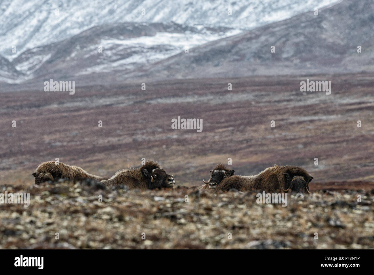 A group of muskoxen in autumn, Sydkap Jytte Havn, Scoresby Sund, Kangertittivaq, Greenland Stock Photo