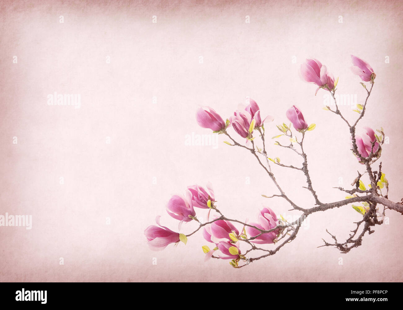 Pink magnolia flowers on old paper background Stock Photo - Alamy