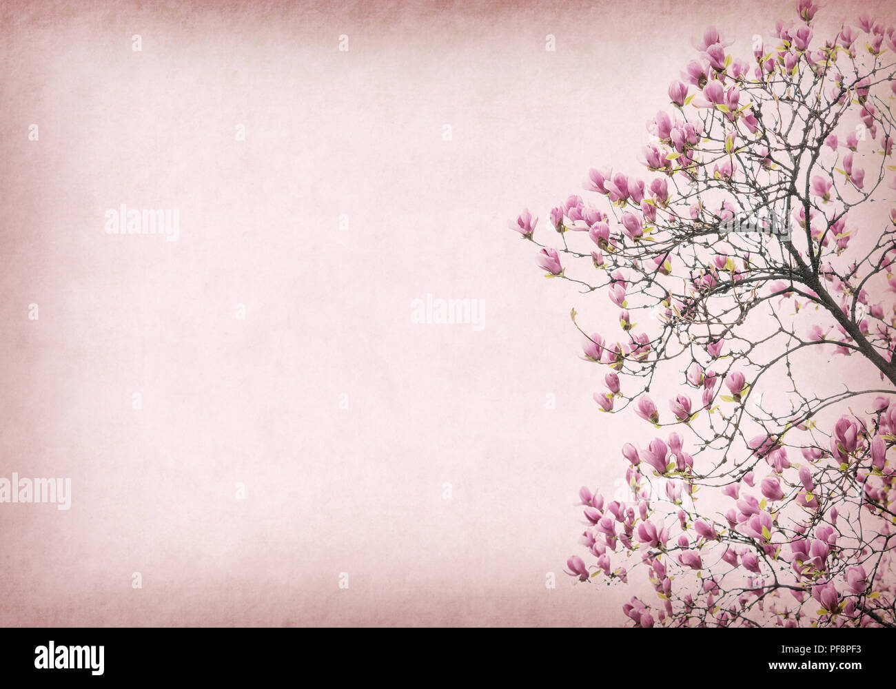 Pink magnolia flowers on old paper background Stock Photo - Alamy