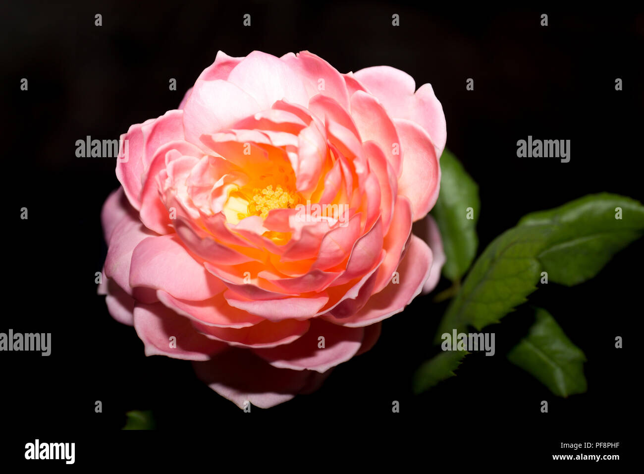 Pink Rose Flower isolated Stock Photo - Alamy