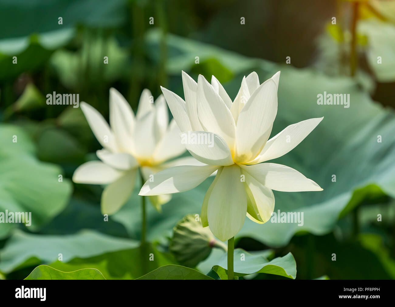 White lotus flower Stock Photo Alamy