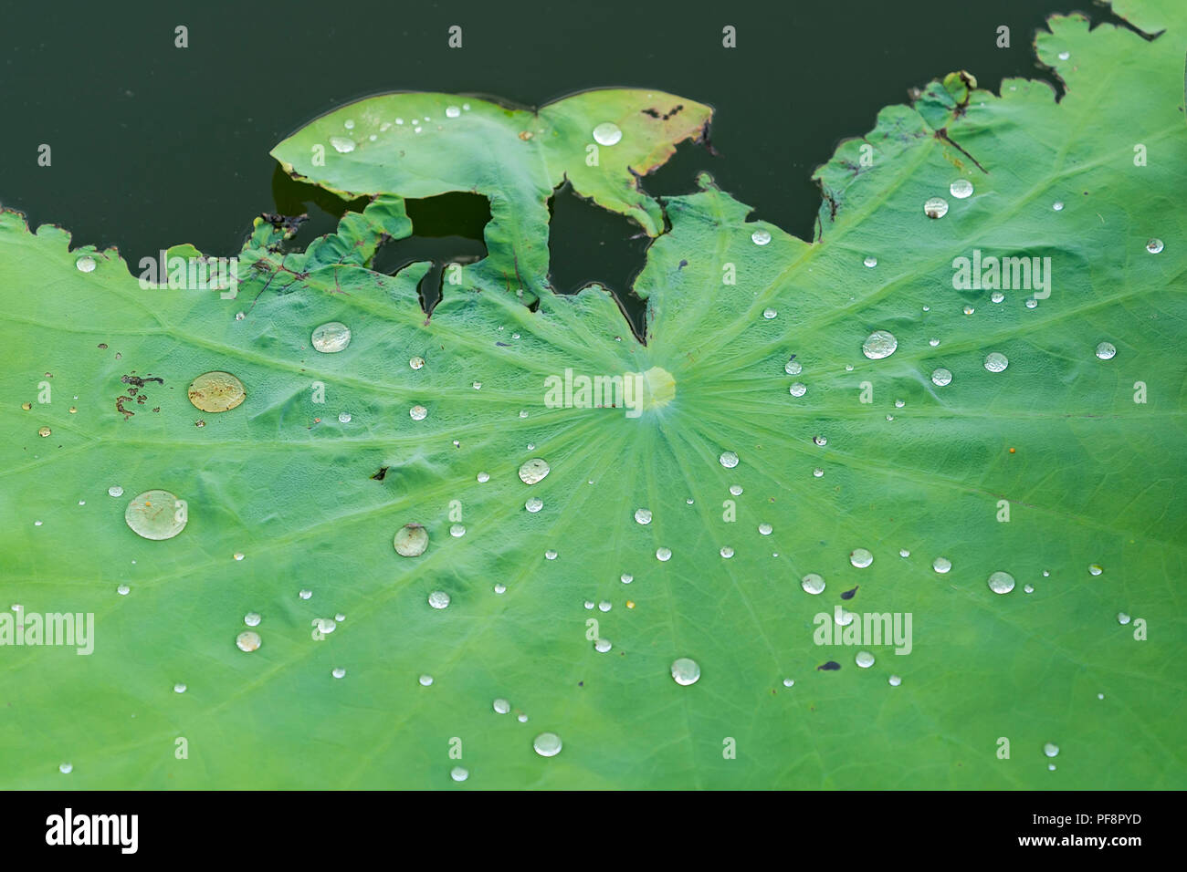 water drop on lotus leaf and background Stock Photo - Alamy
