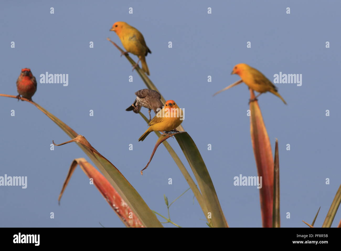 saffron finch (Sicalis flaveola) Big Island Hawaii Stock Photo Alamy