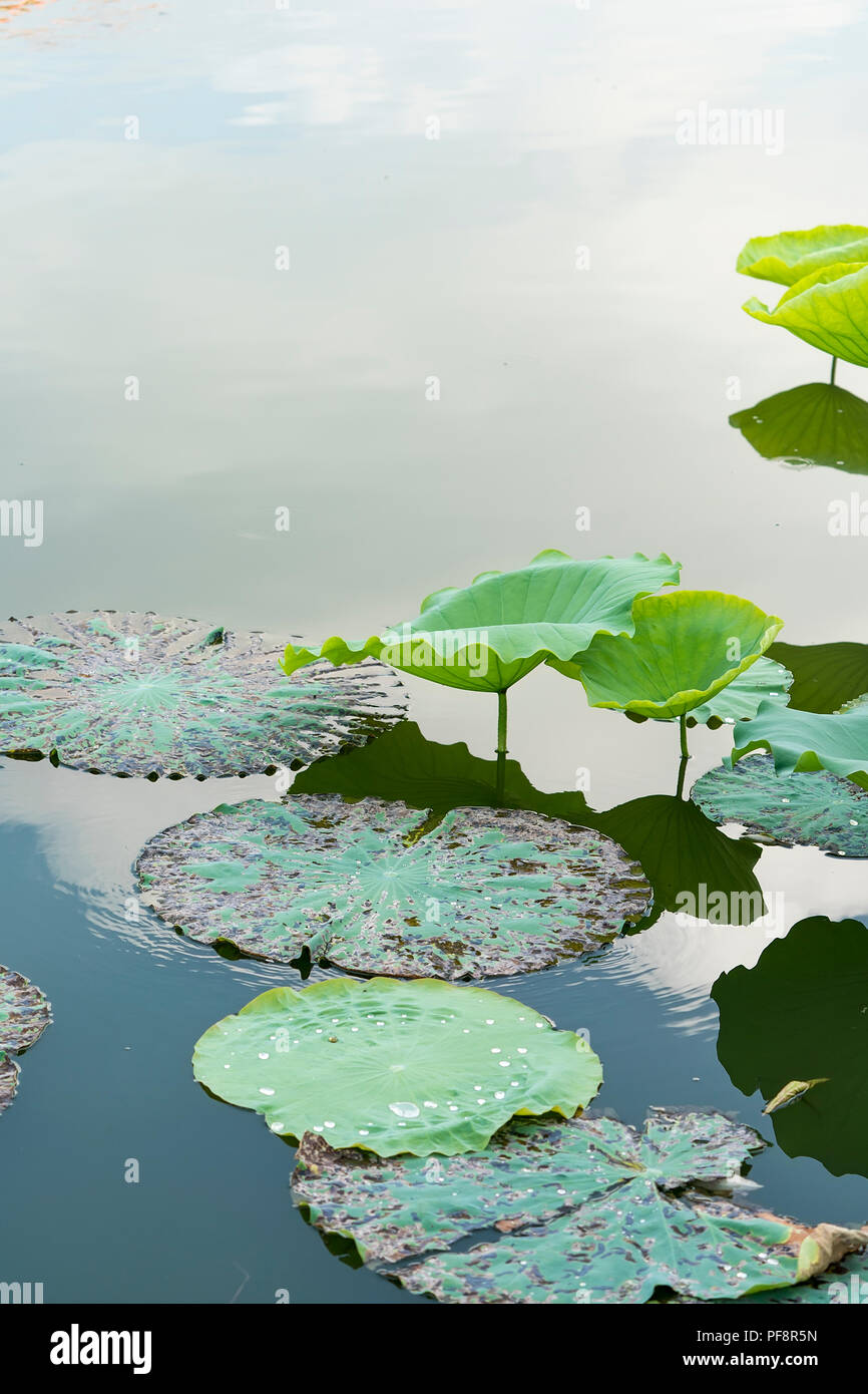 water drop on lotus leaf and background Stock Photo - Alamy