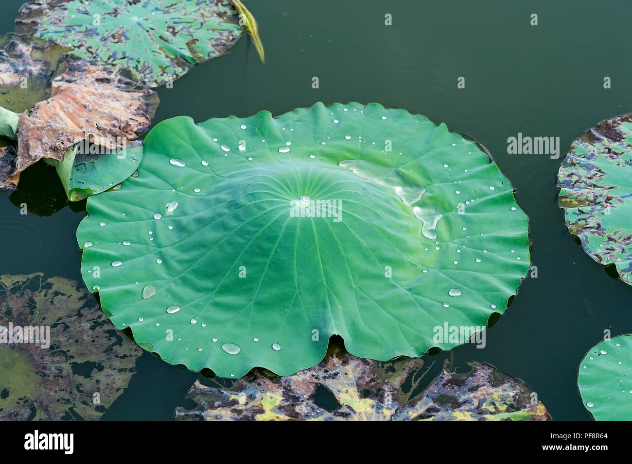 water drop on lotus leaf and background Stock Photo - Alamy