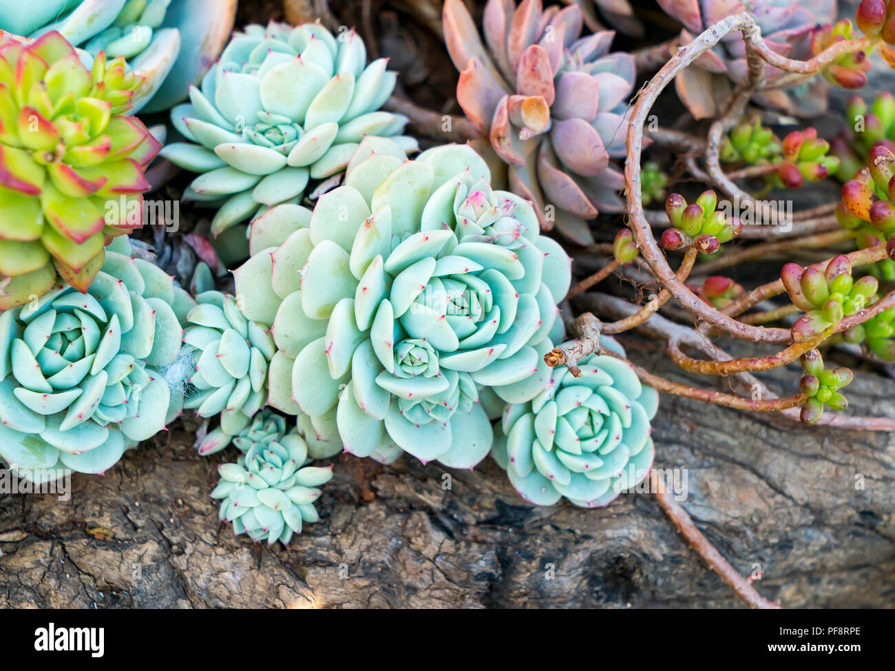 Growing succulent cactus plant hi-res stock photography and images - Alamy