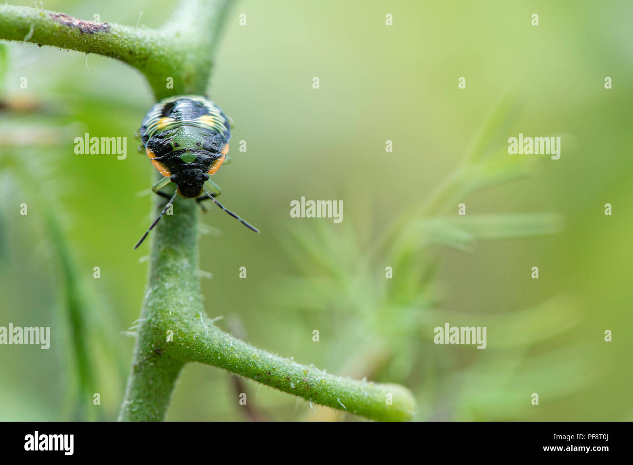 Bug antenna hi-res stock photography and images - Alamy
