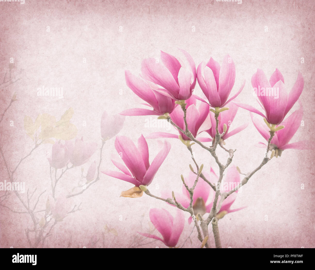 Pink magnolia flowers on old paper background Stock Photo - Alamy