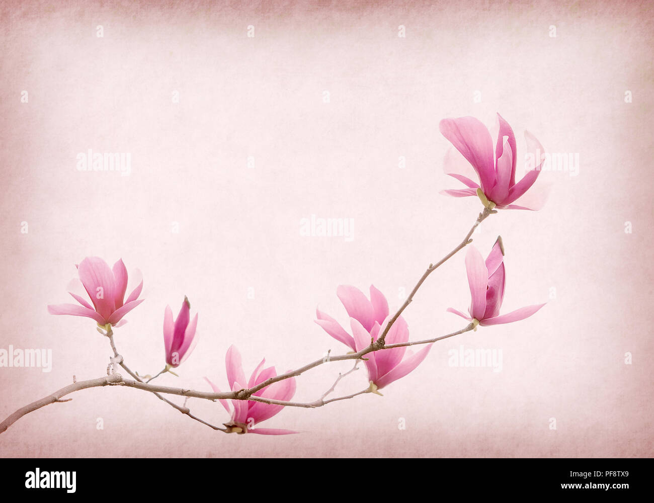 Pink magnolia flowers on old paper background Stock Photo - Alamy