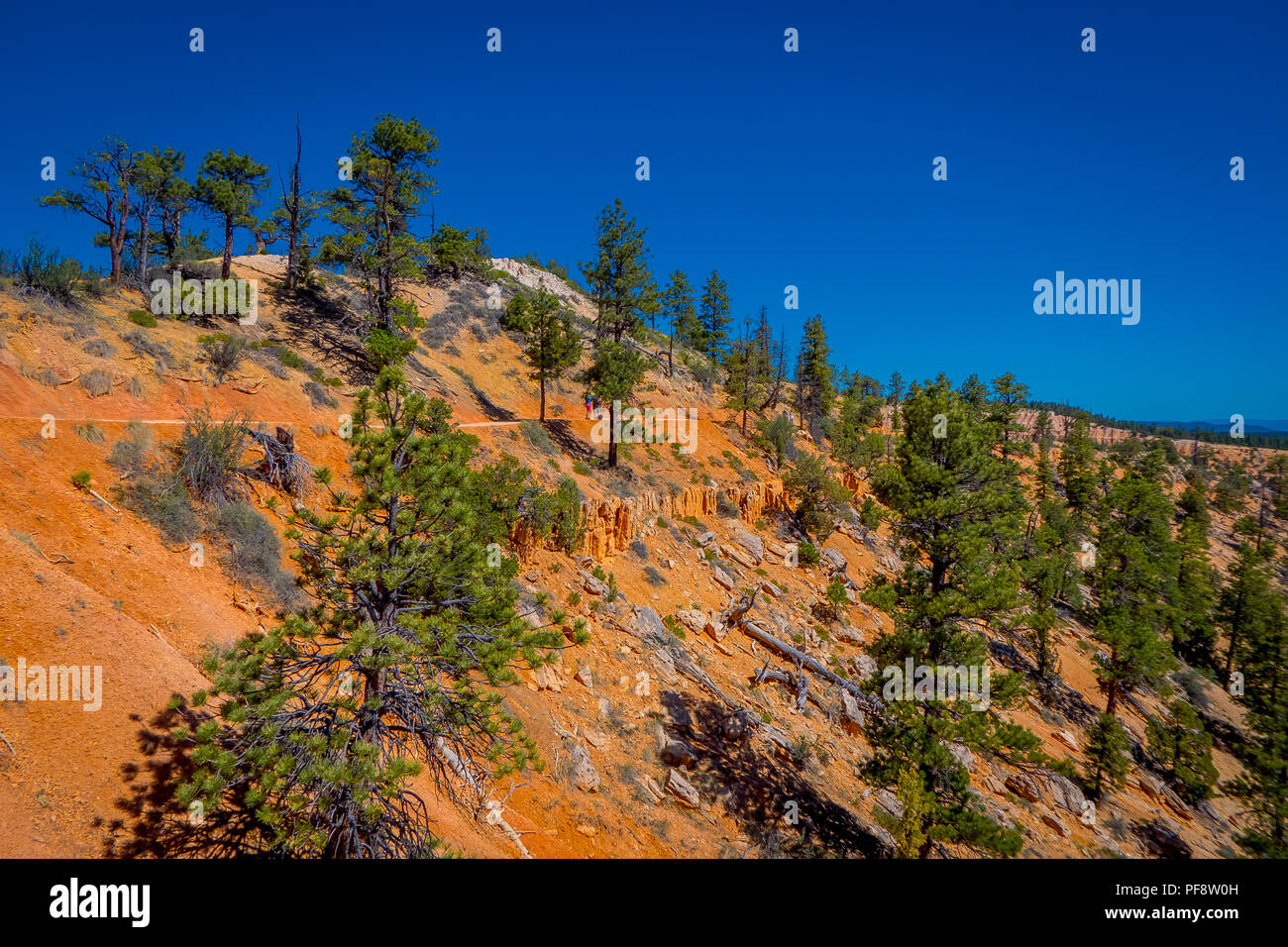 Beautiful outdoor view of pinyon pine tree forest Bryce Canyon National Park Utah Stock Photo