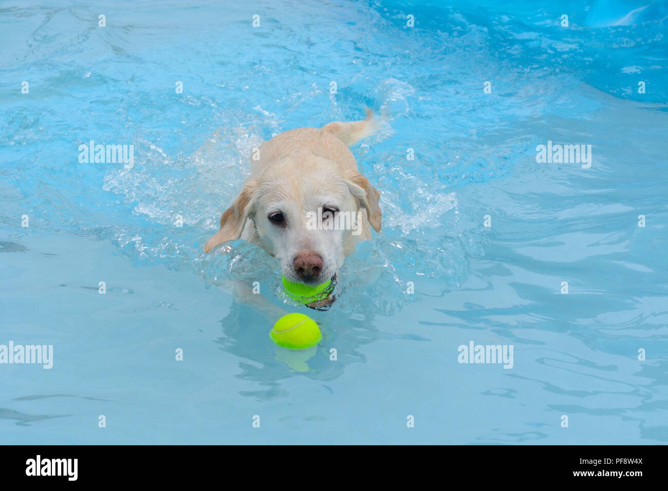 Golden labrador retriever mixed breed dog with tennis ball in mouth swimming to retrieve a second ball Stock Photo