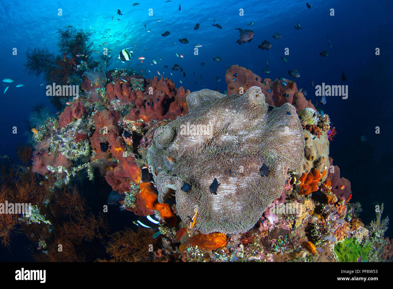 Sea anemone (Heteractis magnifica) and clownfish (Amphiprion ocellaris) at sunrise on the USAT Liberty Wreck in Tulamben Bali Stock Photo