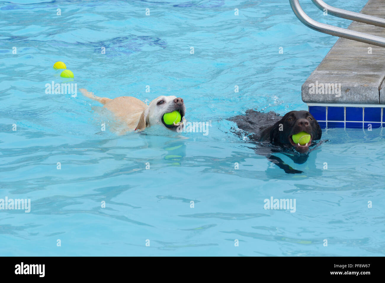 White golden labrador retriever crossbreed and black labrador retriever swimming with tennis balls in mouth in swimming pool Stock Photo