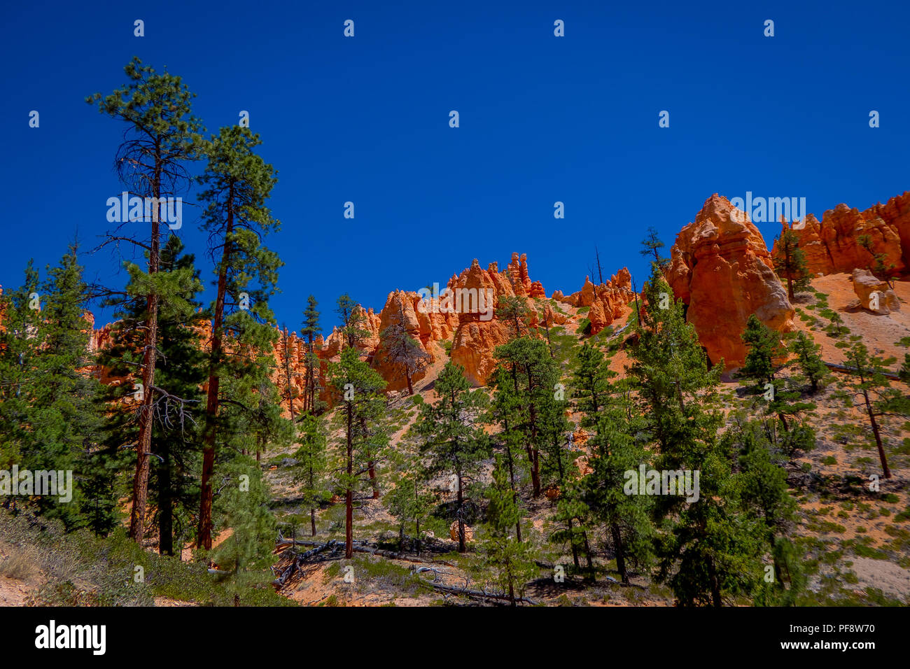 Beautiful outdoor view of pinyon pine tree forest Bryce Canyon National Park Utah Stock Photo