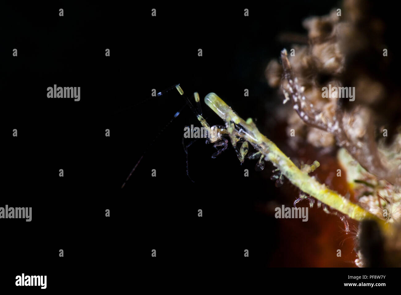 Caprellidae hi-res stock photography and images - Alamy