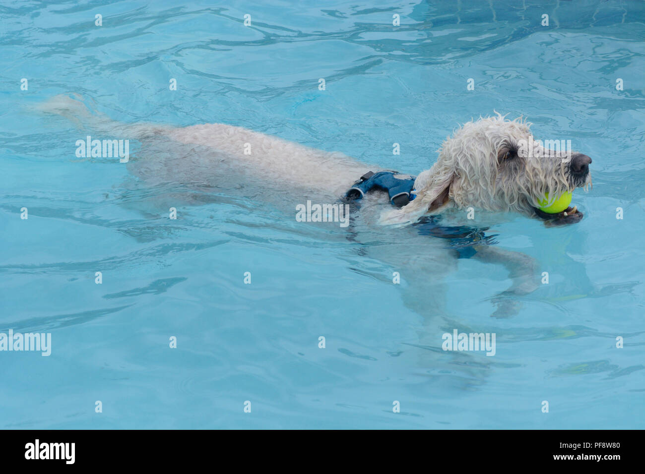 White labradoodle dog with tennis ball in mouth swimming in swimming pool Stock Photo