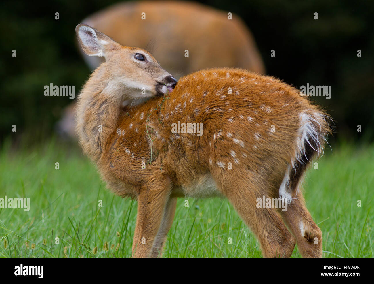 Whitetail deer fawn with spots licking its fur Stock Photo Alamy