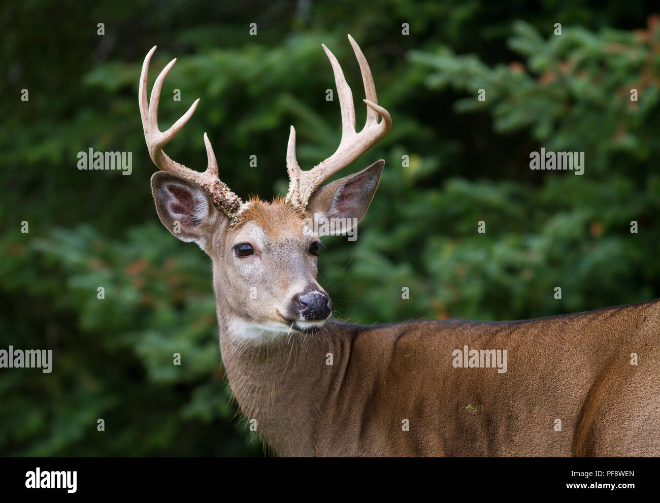 Closeup of majestic whitetail deer buck framed by dense forest Stock
