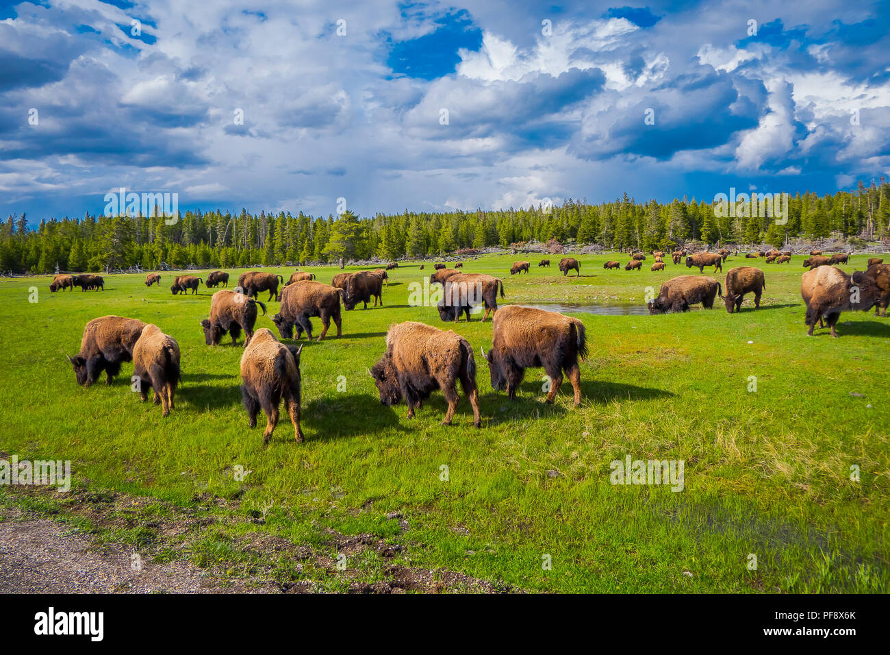 Herd of bison grazing on a field with mountains and trees in the ...