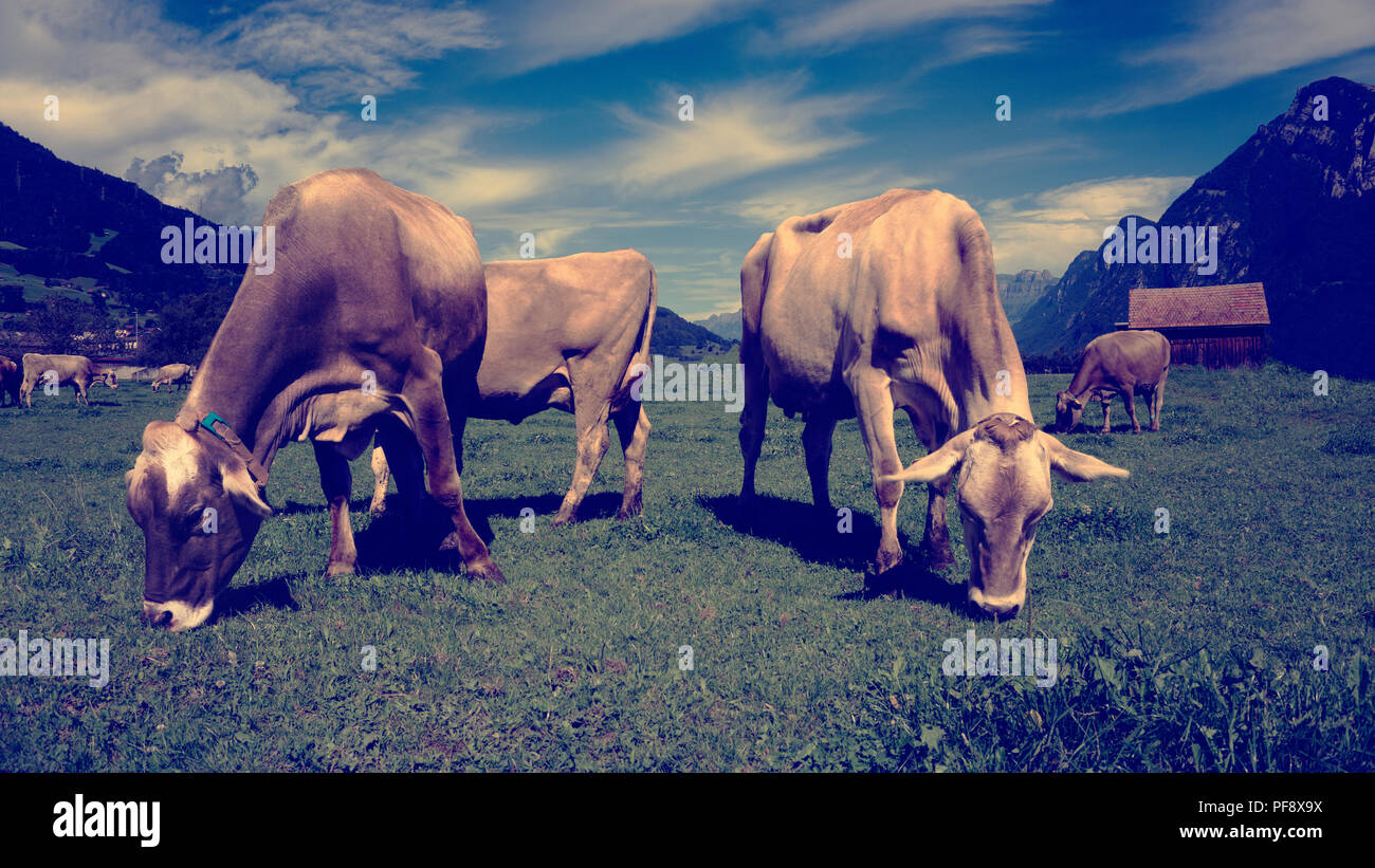 Europa Schweiz Sarganser Land Wangs Gonzen - Kühe grasen morgens auf der Weide an einem schönen Sommertag in der Schweiz Stock Photo