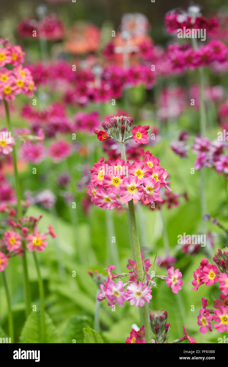 Primula Candelabra hybrids. Stock Photo