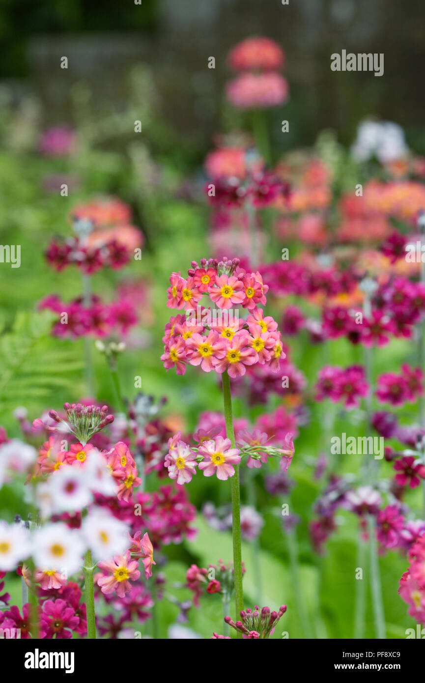 Primula Candelabra hybrids. Stock Photo