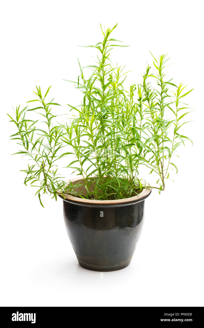 Tarragon herb plant in a pot isolated on white Stock Photo Alamy