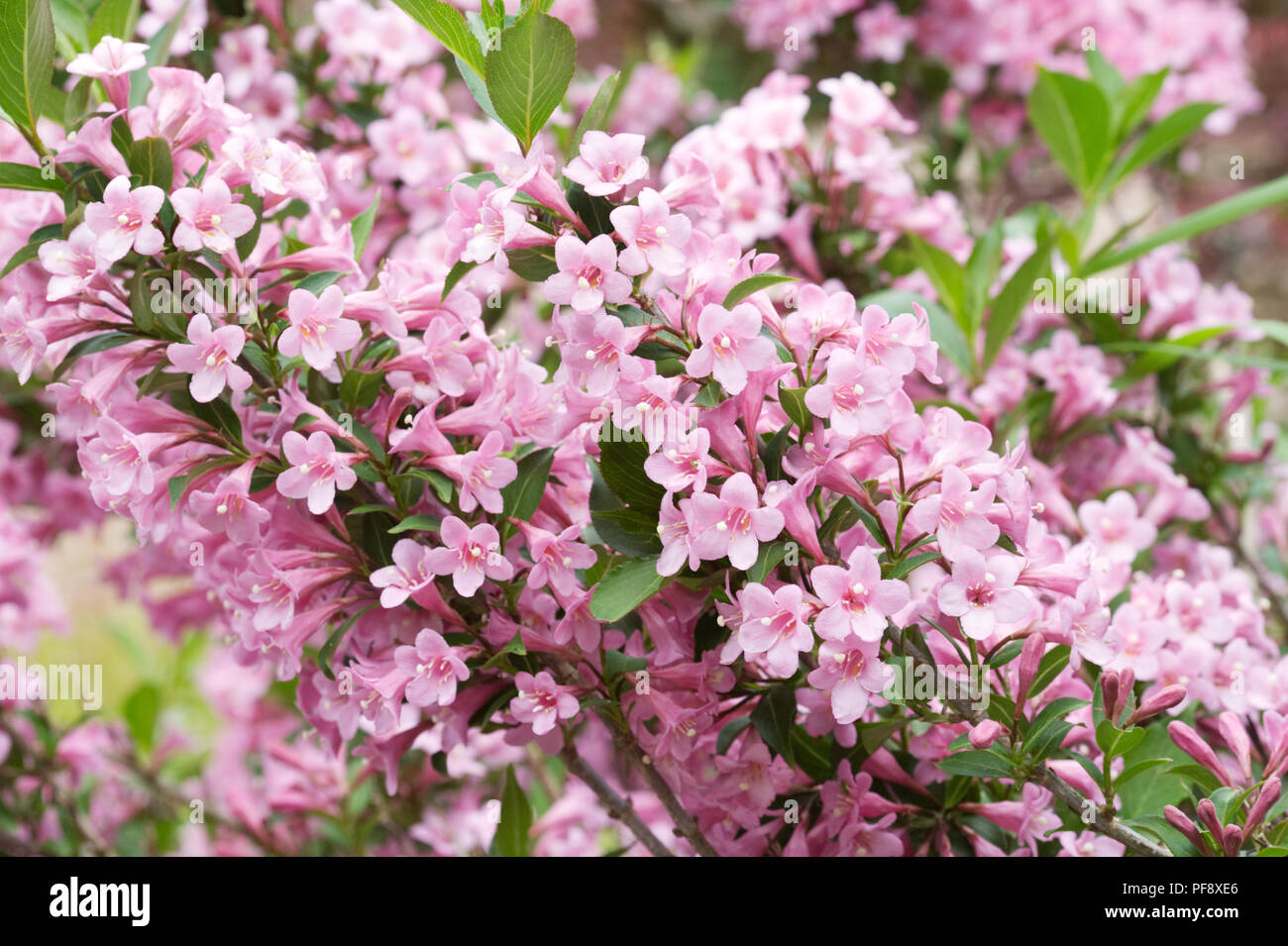 Weigela 'Light Pink' flowers. Stock Photo