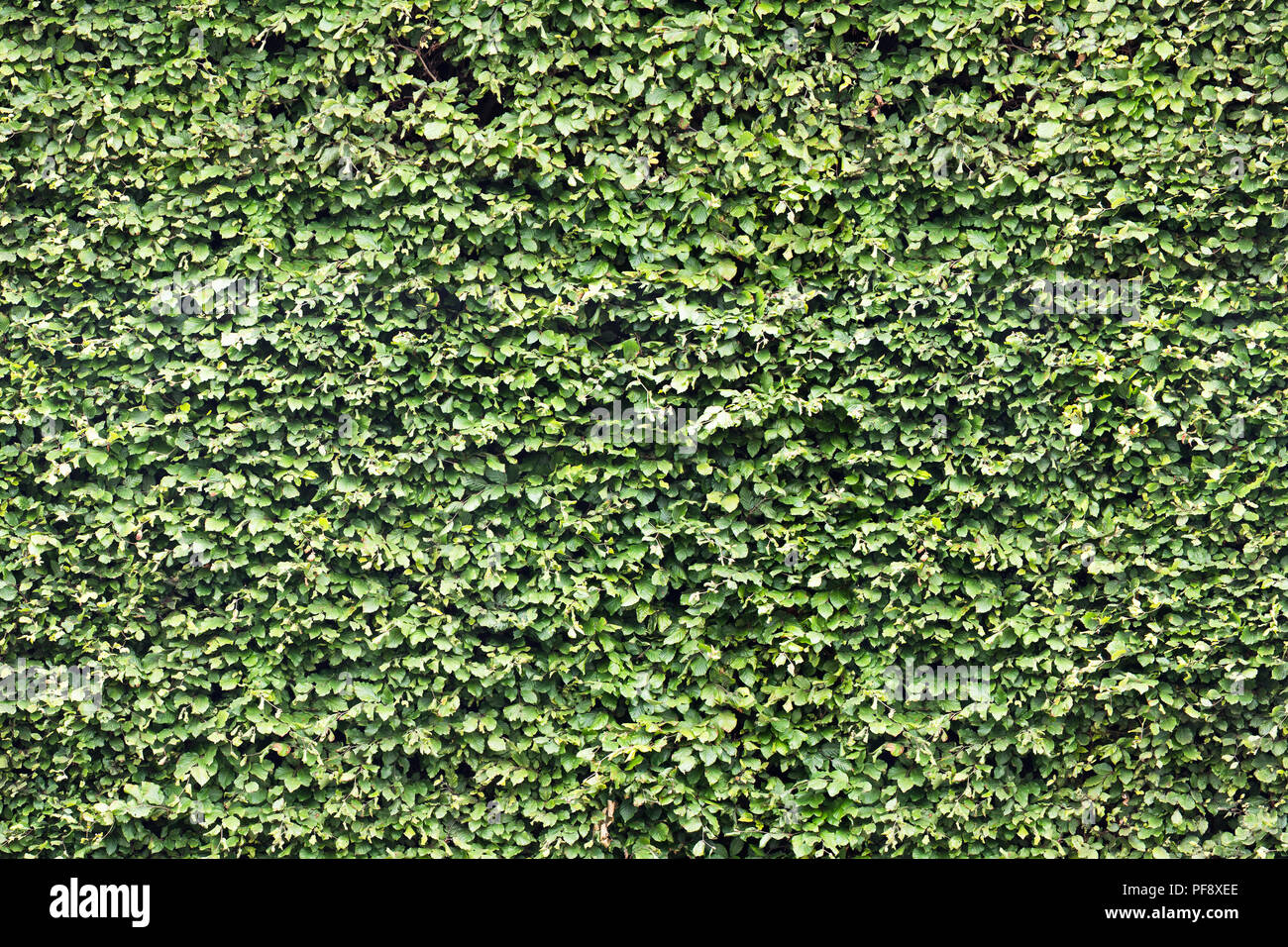 Green  leaf wall. Seamless Endless pattern. Stock Photo